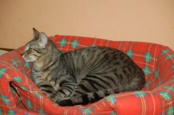 Ramses Bild von Ramses