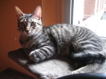 Ramses Bild von Ramses