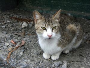 Elliot Bild von Elliot