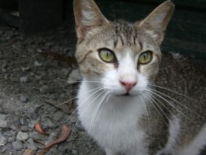 Elliot Bild von Elliot