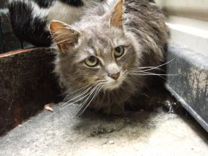 Bild von Berenice