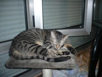 Ramses Bild von Ramses