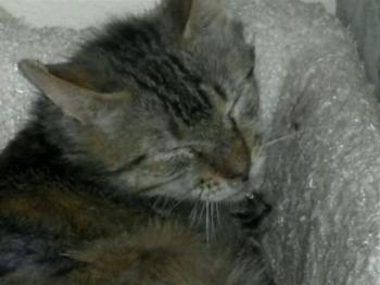 Chencho Bild von Chencho