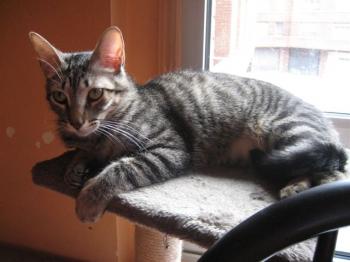 Ramses Bild von Ramses