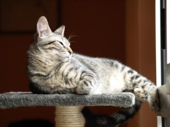 Ramses Bild von Ramses