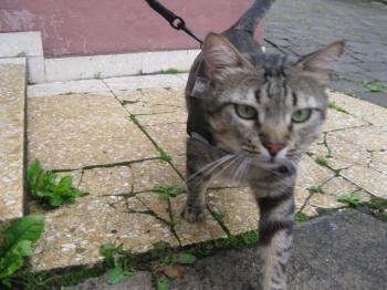 Felix Bild von Felix