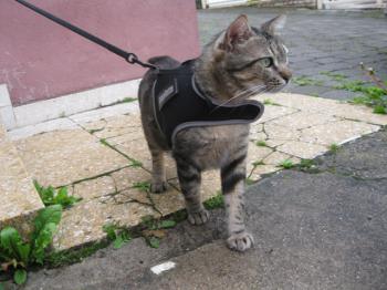 Felix Bild von Felix