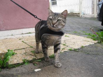 Felix Bild von Felix