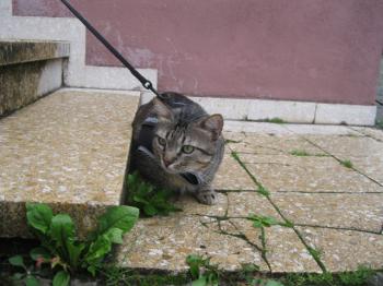 Felix Bild von Felix