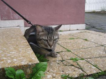 Felix Bild von Felix