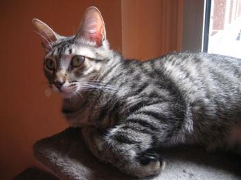 Ramses Bild von Ramses