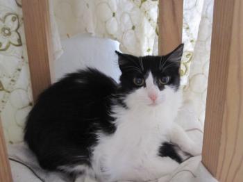 Layla Bild von Layla