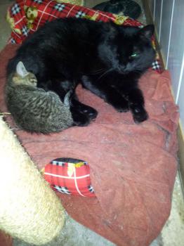 Nika Bild von Nika