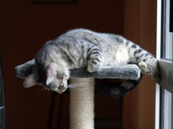 Ramses Bild von Ramses