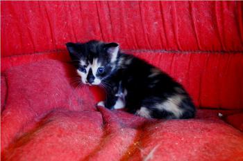 Bild von Irina