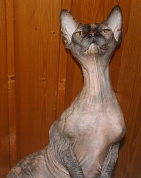 Shalima Bild von Shalima
