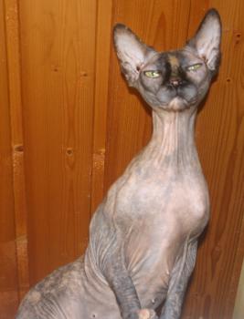Shalima Bild von Shalima