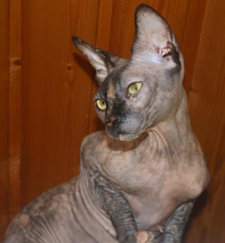 Shalima Bild von Shalima