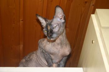 Shalima Bild von Shalima