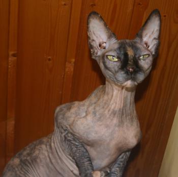 Shalima Bild von Shalima
