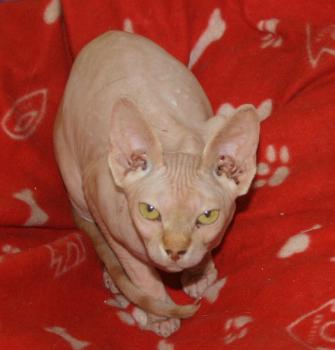 Rafiq Bild von Rafiq