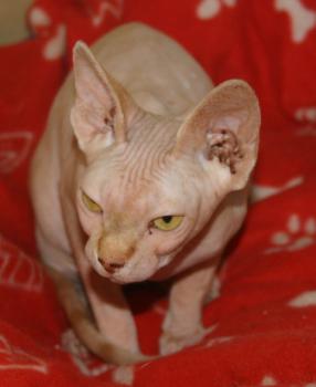 Rafiq Bild von Rafiq