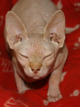 Rafiq Bild von Rafiq