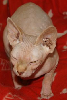 Rafiq Bild von Rafiq