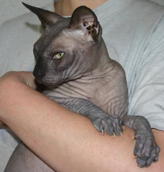 Malik Bild von Malik