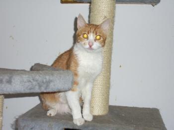 Gene Bild von Gene