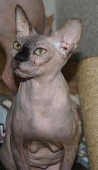 Assali Bild von Assali