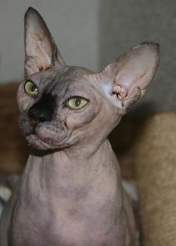 Assali Bild von Assali