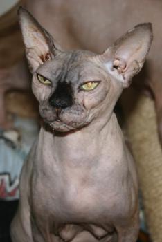 Assali Bild von Assali