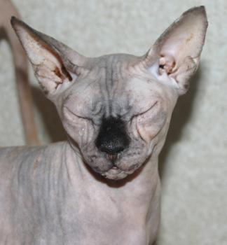 Assali Bild von Assali