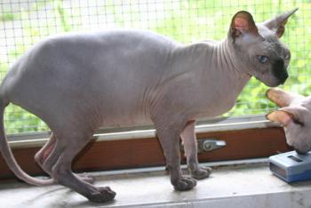Halifee Bild von Halifee