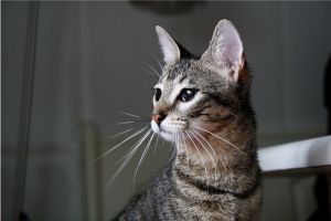 Mimi Bild von Mimi