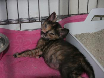 Aisha Bild von Aisha