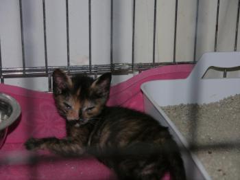 Aisha Bild von Aisha