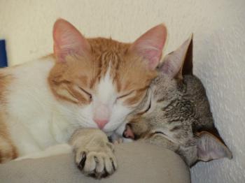Bichito Bild von Bichito