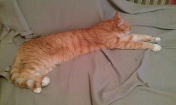Bild von Henry