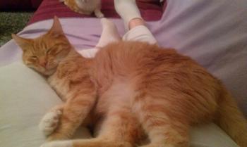 Bild von Henry