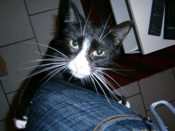 Bild von Jerry
