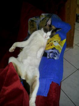 Snow Shoe Bild von Snow Shoe