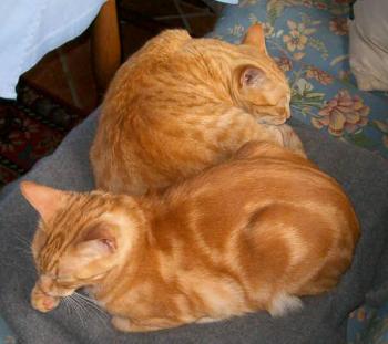 Sugar und Toscano Bild von Toscano