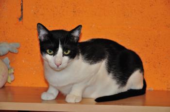 Pacheco Bild von Pacheco