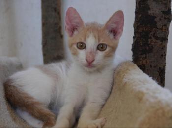 Pascha Bild von Pascha