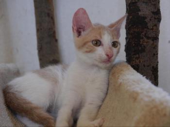 Pascha Bild von Pascha