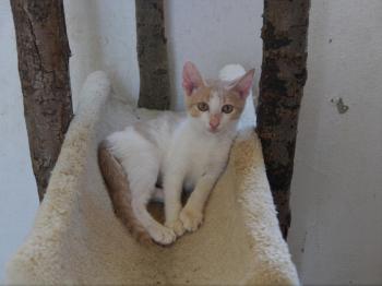 Pascha Bild von Pascha