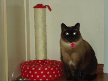Josefina Brownie Bild von Josefina Brownie