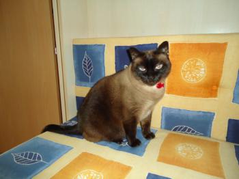 Josefina Brownie Bild von Josefina Brownie